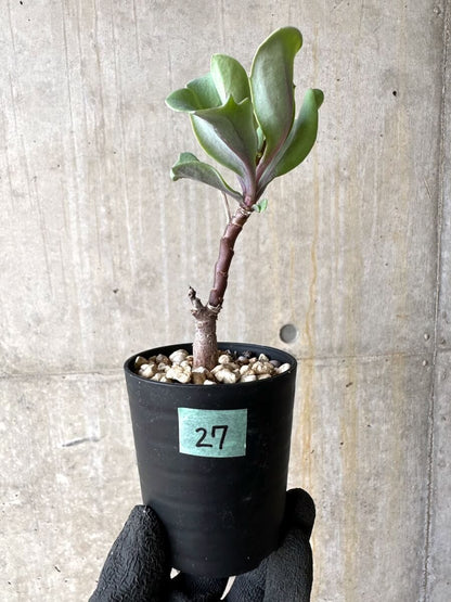 【現品限り】オトンナ・パキポダ【O27】 Othonna pachypoda