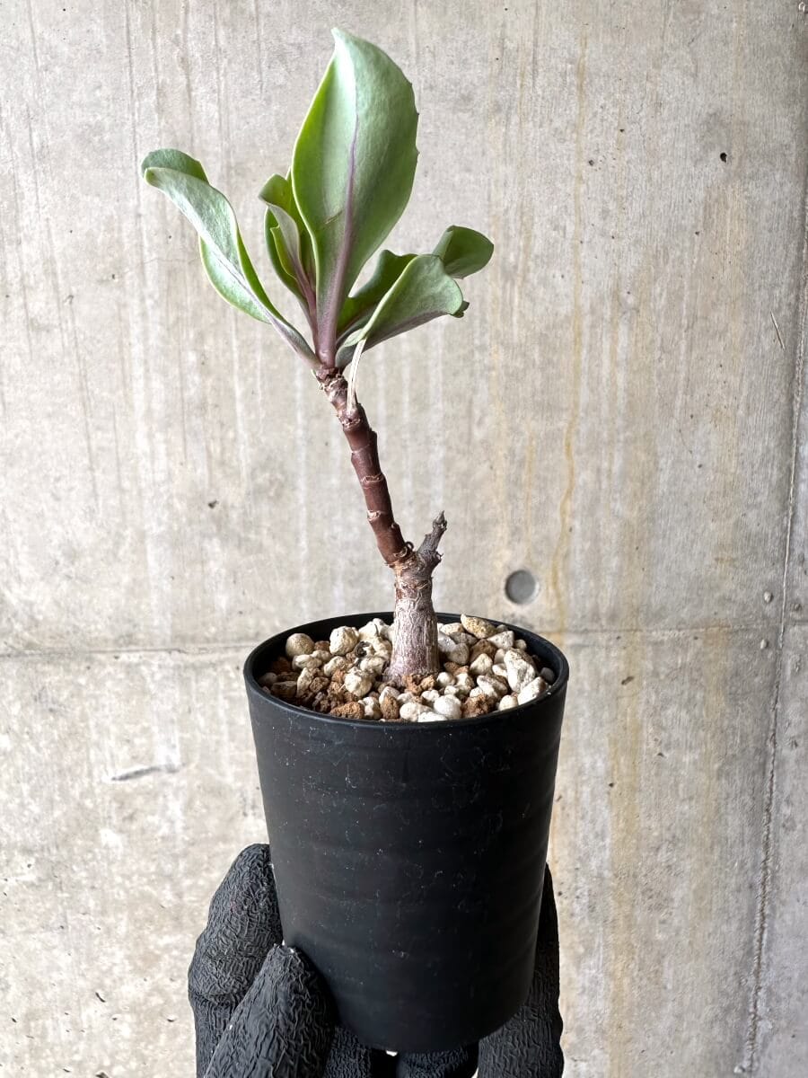 【現品限り】オトンナ・パキポダ【O27】 Othonna pachypoda