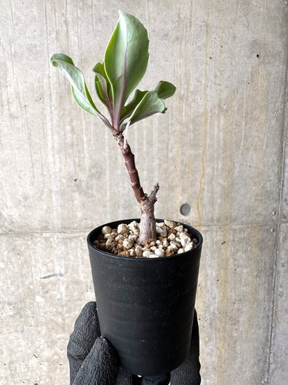 【現品限り】オトンナ・パキポダ【O27】 Othonna pachypoda