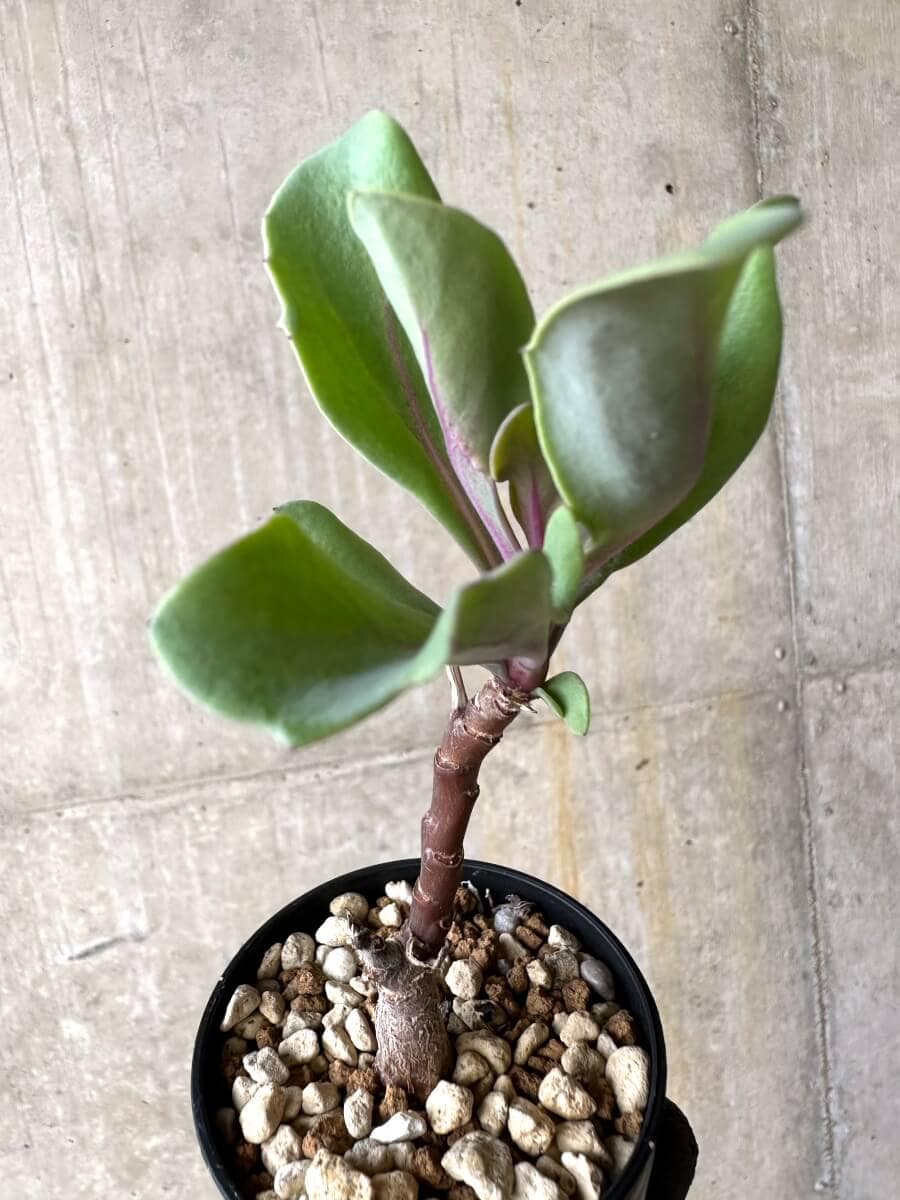 【現品限り】オトンナ・パキポダ【O27】 Othonna pachypoda