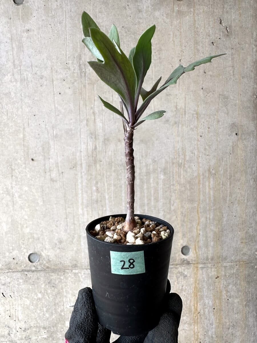 【現品限り】オトンナ・パキポダ【O28】 Othonna pachypoda