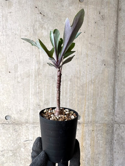 【現品限り】オトンナ・パキポダ【O28】 Othonna pachypoda