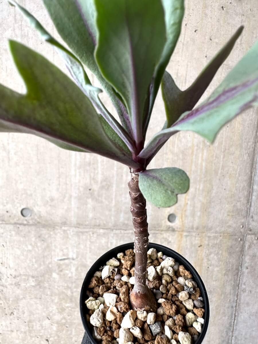 【現品限り】オトンナ・パキポダ【O28】 Othonna pachypoda