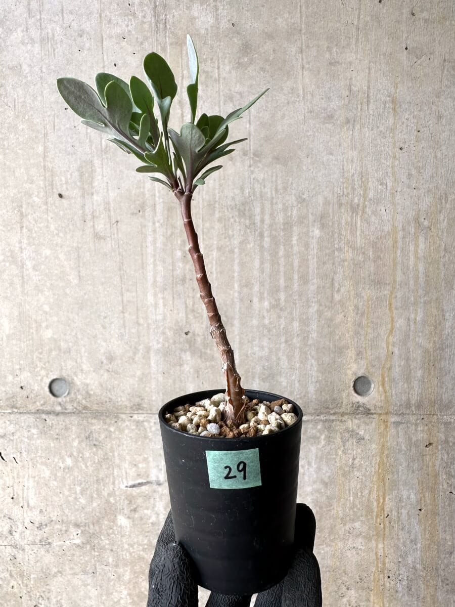 【現品限り】オトンナ・パキポダ【O29】 Othonna pachypoda