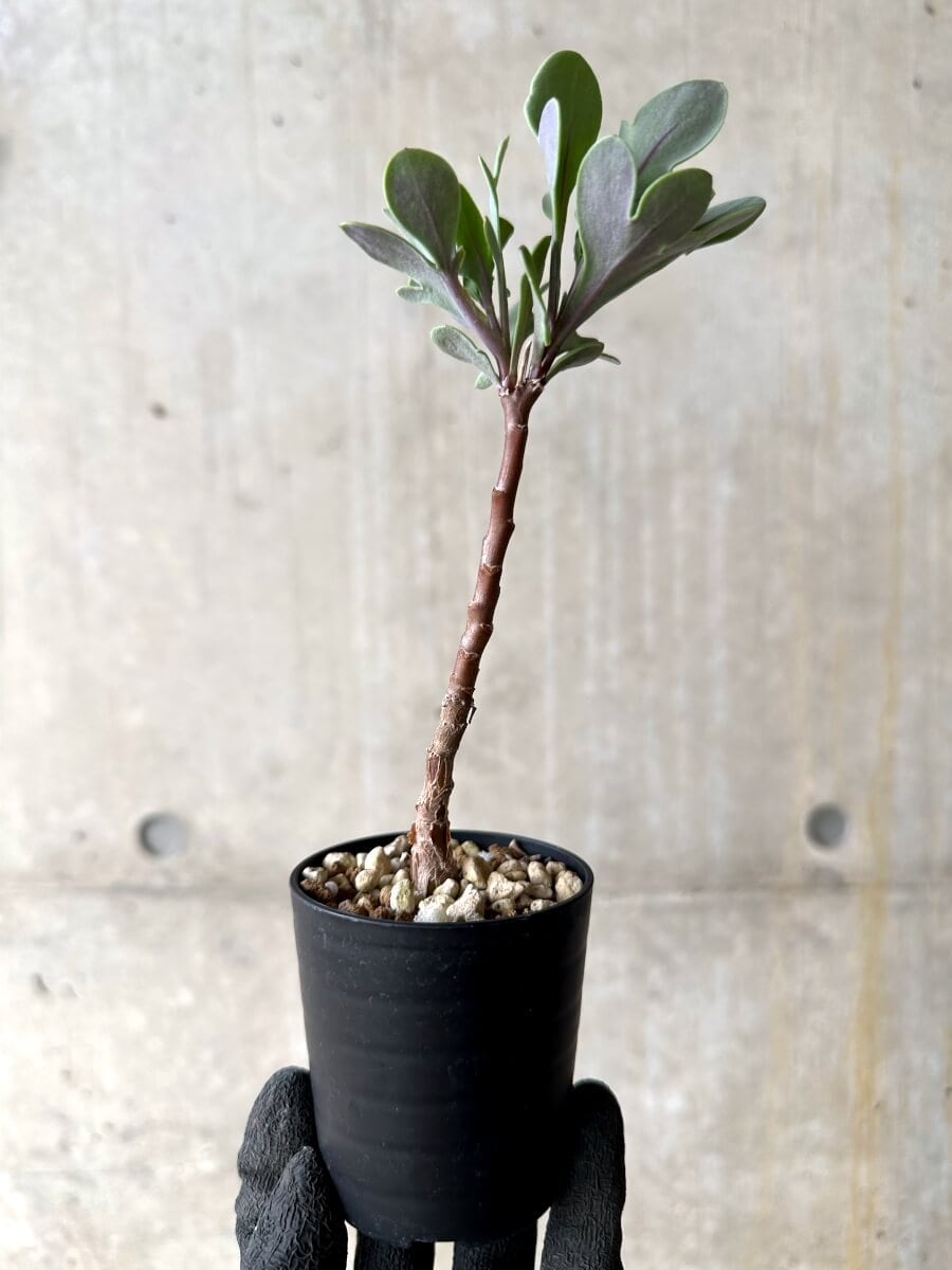 【現品限り】オトンナ・パキポダ【O29】 Othonna pachypoda