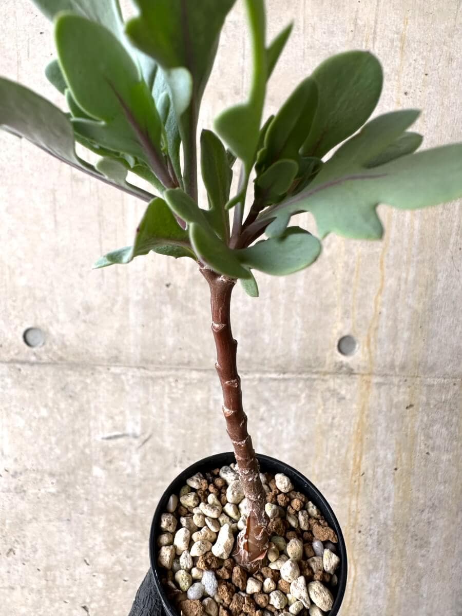 【現品限り】オトンナ・パキポダ【O29】 Othonna pachypoda