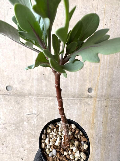 【現品限り】オトンナ・パキポダ【O29】 Othonna pachypoda