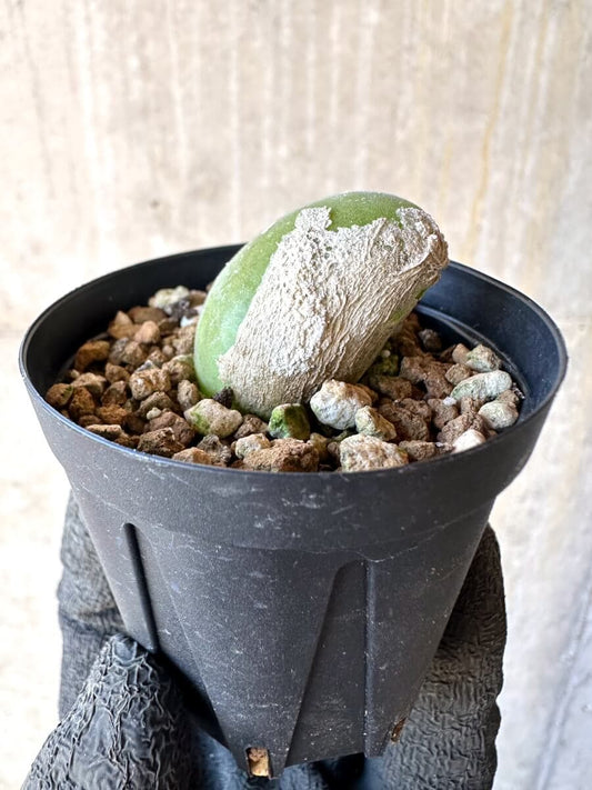 【現品限り】ムイリア・ホルテンセ【O2】 Muiria hortenseae