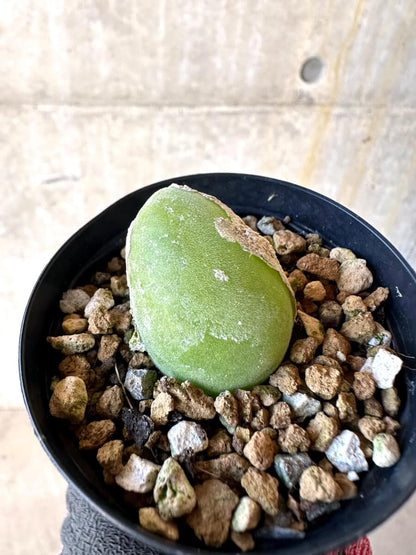 【現品限り】ムイリア・ホルテンセ【O2】 Muiria hortenseae