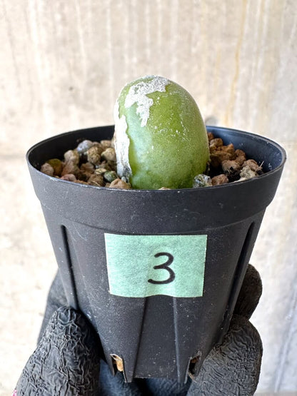 【現品限り】ムイリア・ホルテンセ【O3】 Muiria hortenseae