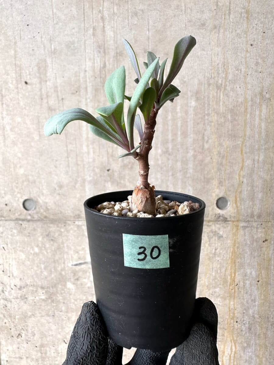 【現品限り】オトンナ・パキポダ【O30】 Othonna pachypoda