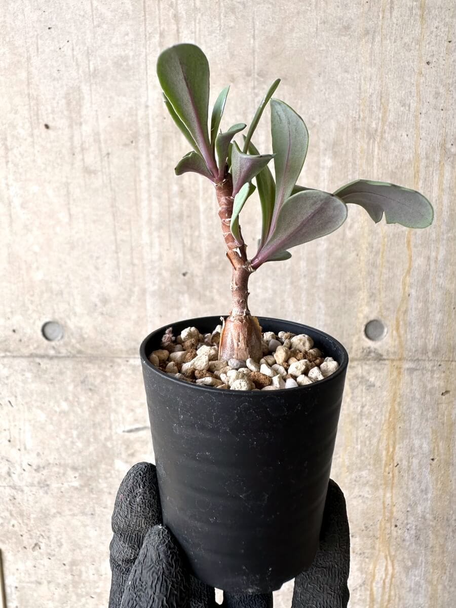 【現品限り】オトンナ・パキポダ【O30】 Othonna pachypoda