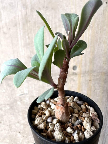 【現品限り】オトンナ・パキポダ【O30】 Othonna pachypoda