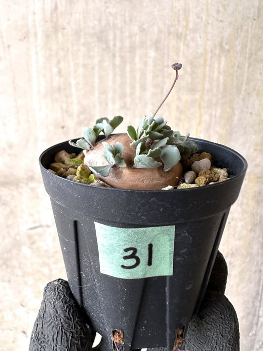 【現品限り】オトンナ・カカリオイデス 現地株 発根済み【O31】 Othonna cacalioides
