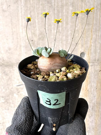 【現品限り】オトンナ・カカリオイデス 現地株 発根済み【O32】 Othonna cacalioides