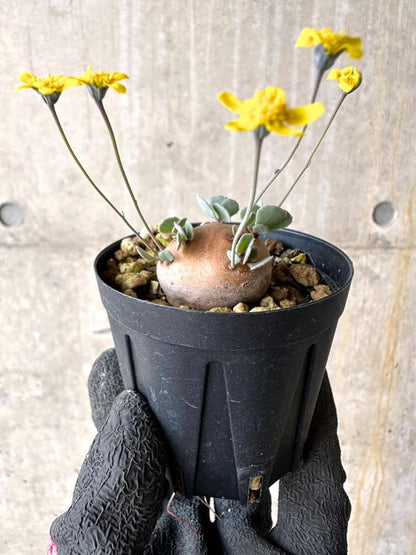 【現品限り】オトンナ・カカリオイデス 現地株 発根済み【O32】 Othonna cacalioides