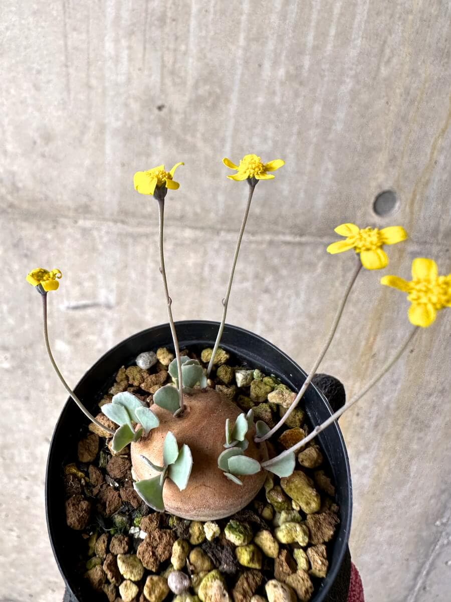 【現品限り】オトンナ・カカリオイデス 現地株 発根済み【O32】 Othonna cacalioides