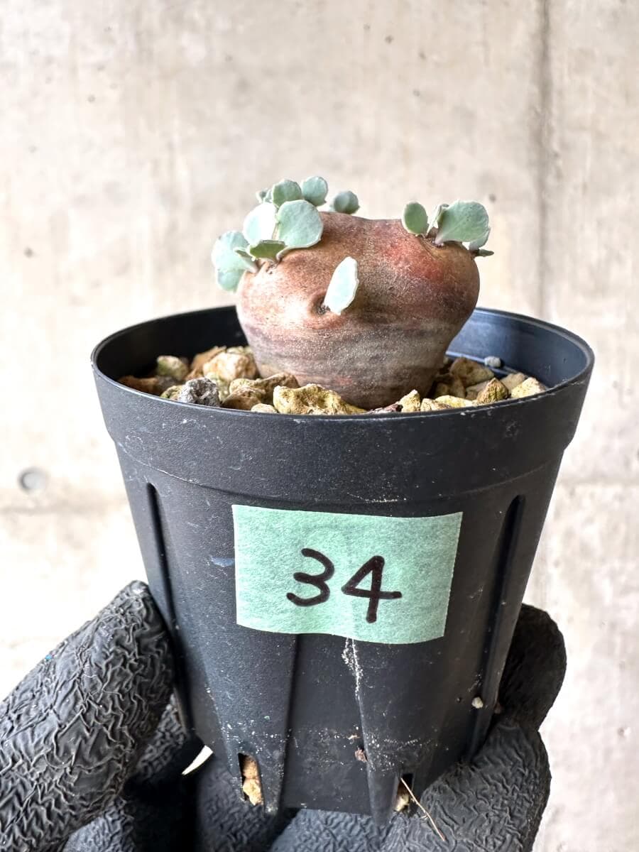 【現品限り】オトンナ・カカリオイデス 現地株 発根済み【O34】 Othonna cacalioides