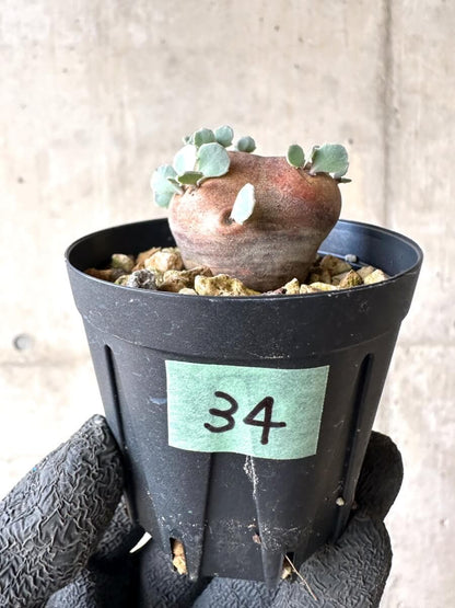 【現品限り】オトンナ・カカリオイデス 現地株 発根済み【O34】 Othonna cacalioides