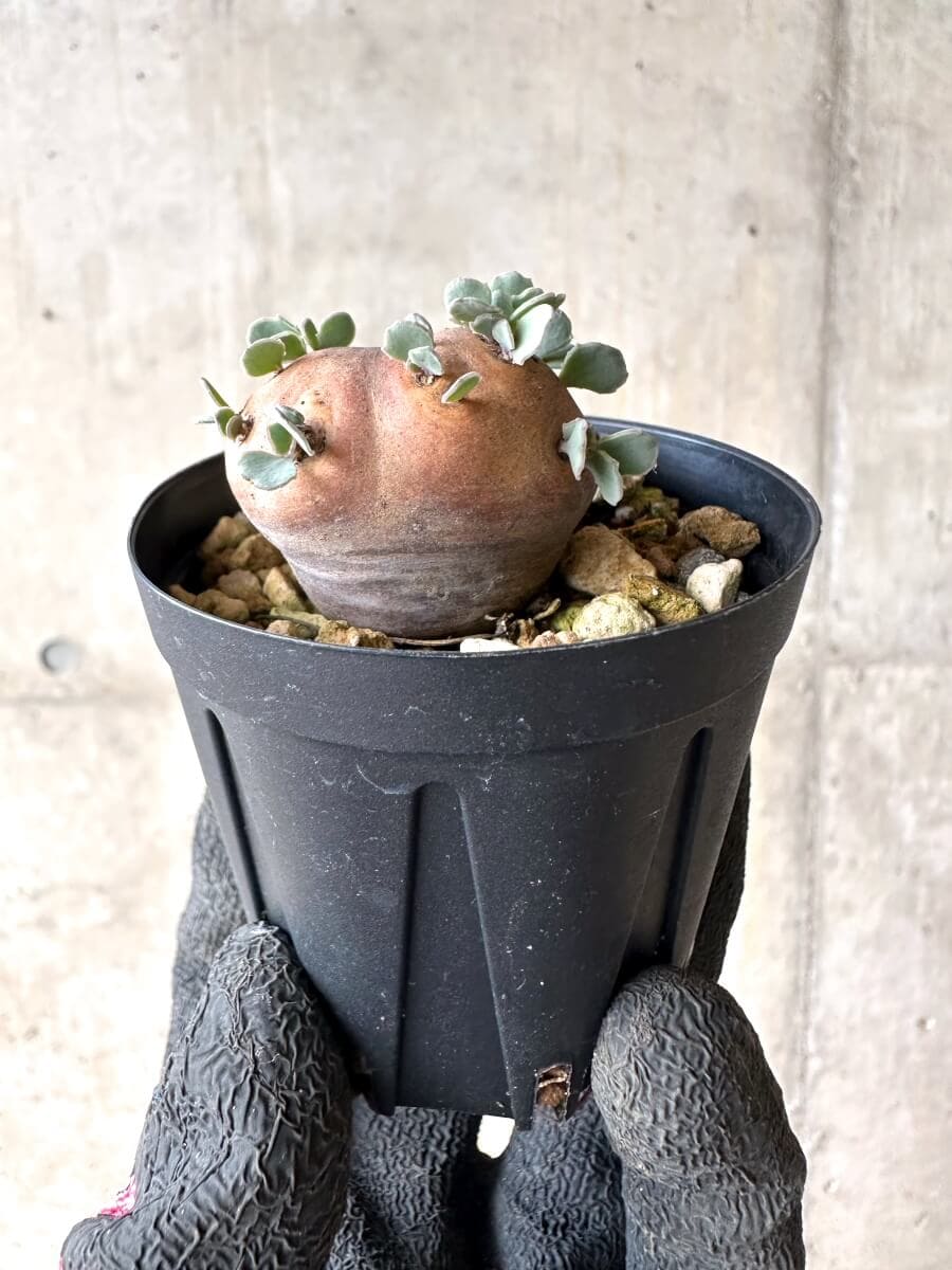 【現品限り】オトンナ・カカリオイデス 現地株 発根済み【O34】 Othonna cacalioides