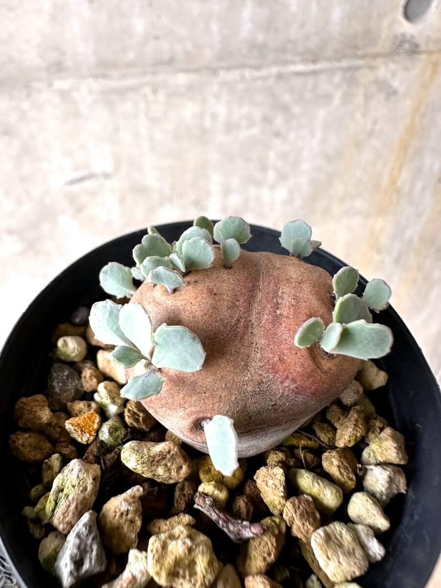 【現品限り】オトンナ・カカリオイデス 現地株 発根済み【O34】 Othonna cacalioides