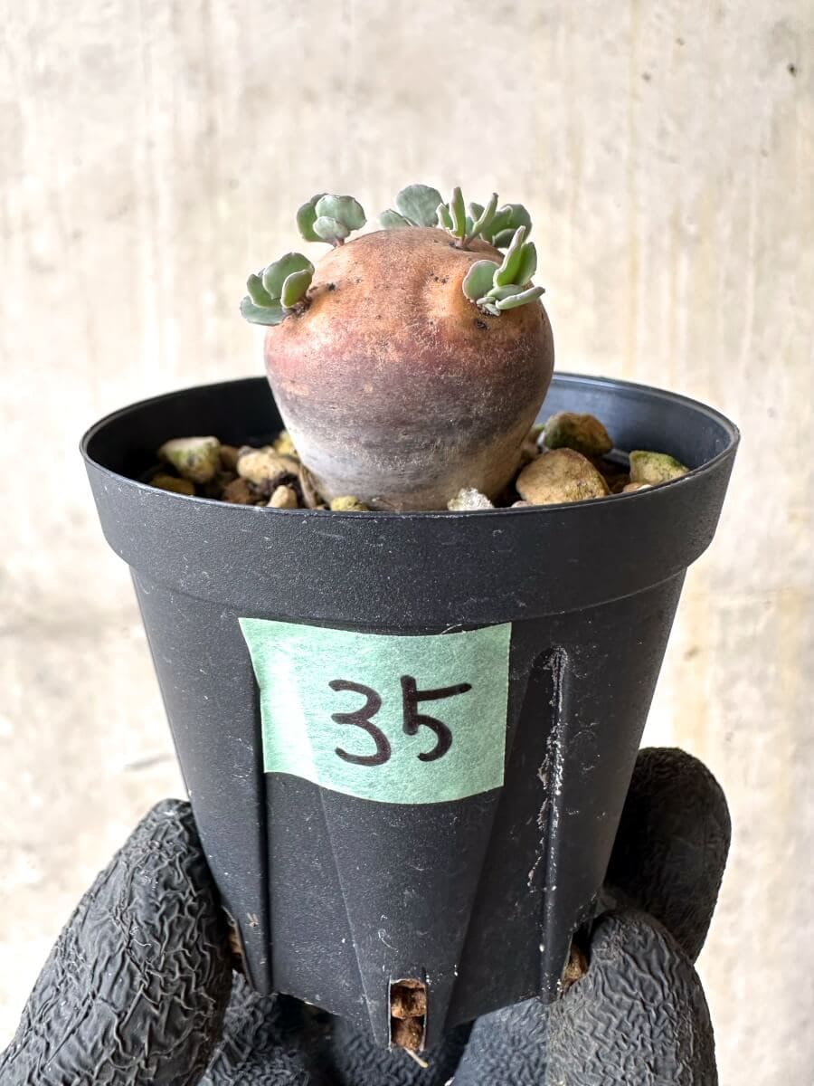 オトンナ　カカリオイデス　D　現地球　発根株 現品限り】オトンナ・カカリオイデス 現地株 発根済み【O35】 Othonna