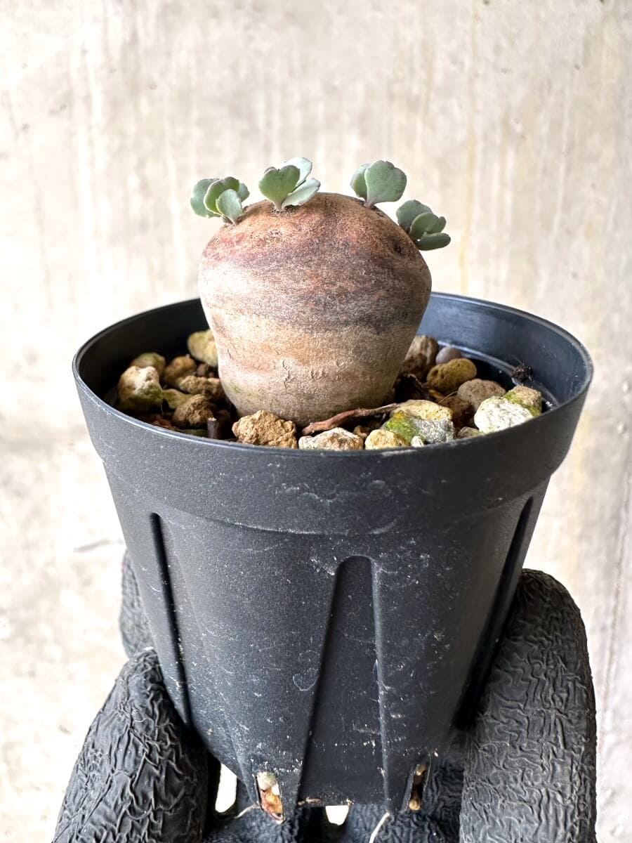 【現品限り】オトンナ・カカリオイデス 現地株 発根済み【O35】 Othonna cacalioides