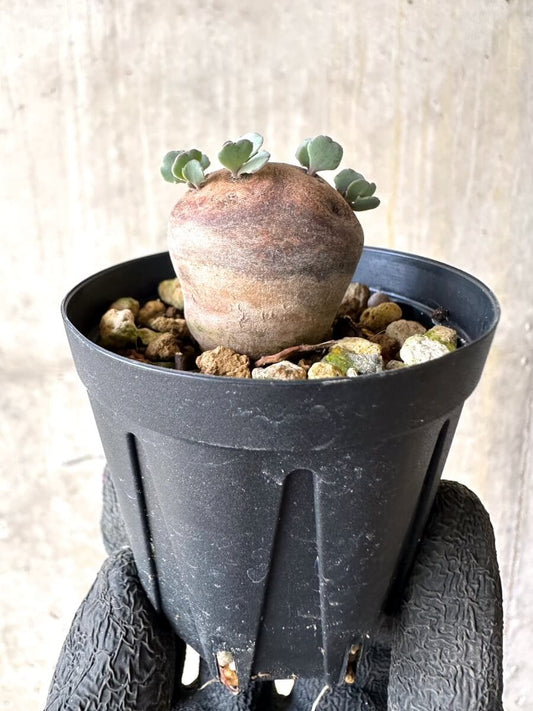 【現品限り】オトンナ・カカリオイデス 現地株 発根済み【O35】 Othonna cacalioides