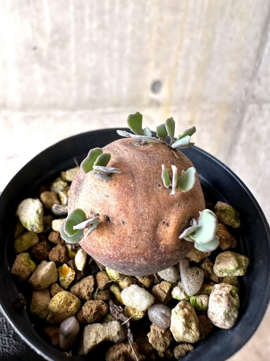 【現品限り】オトンナ・カカリオイデス 現地株 発根済み【O35】 Othonna cacalioides