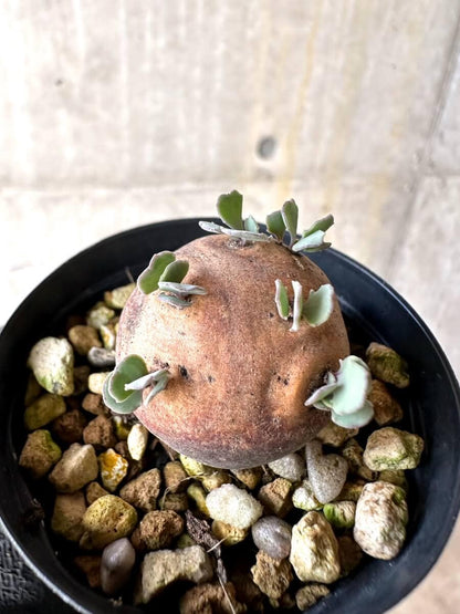 【現品限り】オトンナ・カカリオイデス 現地株 発根済み【O35】 Othonna cacalioides