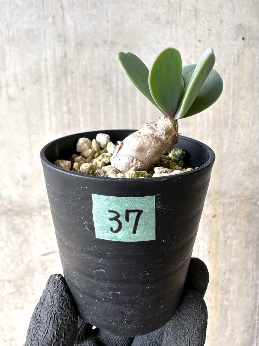 【現品限り】オトンナ・ウリンクリアナ 実生3年【O37】 Othonna wrinkleana