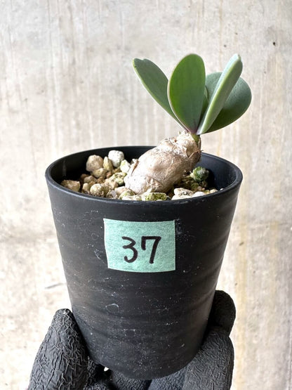 【現品限り】オトンナ・ウリンクリアナ 実生3年【O37】 Othonna wrinkleana