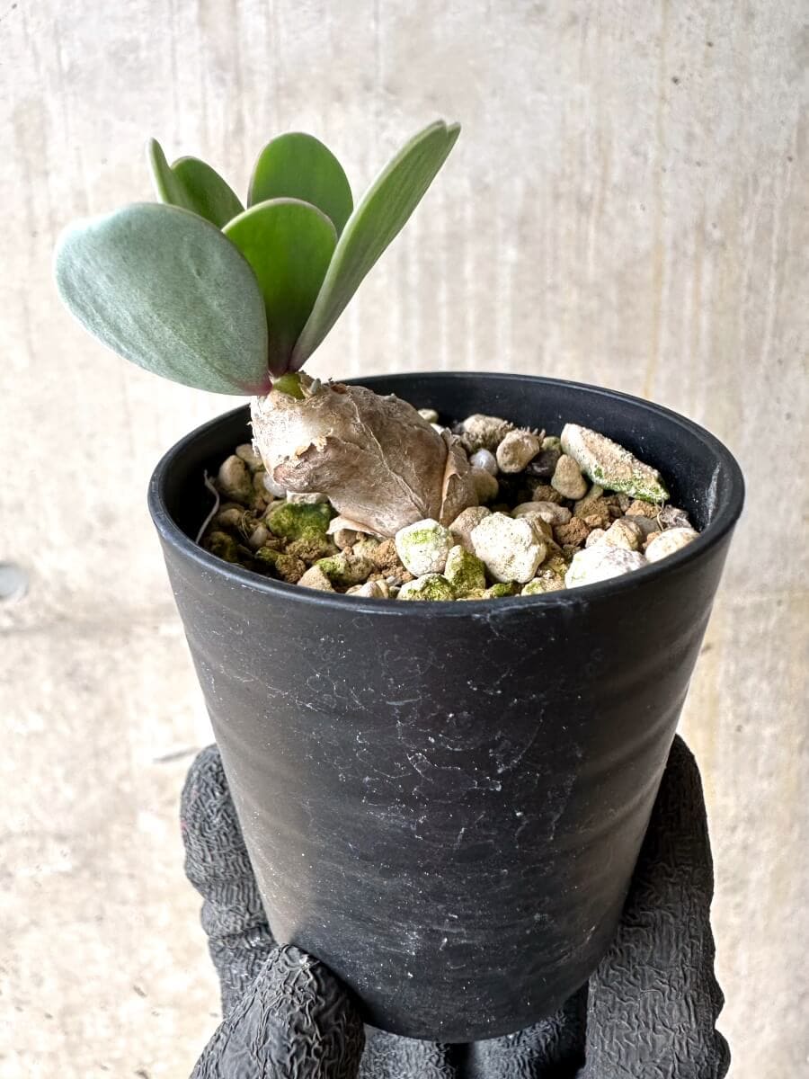 【現品限り】オトンナ・ウリンクリアナ 実生3年【O37】 Othonna wrinkleana