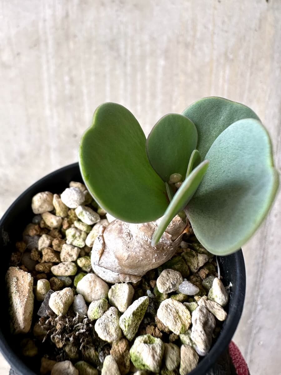 【現品限り】オトンナ・ウリンクリアナ 実生3年【O37】 Othonna wrinkleana