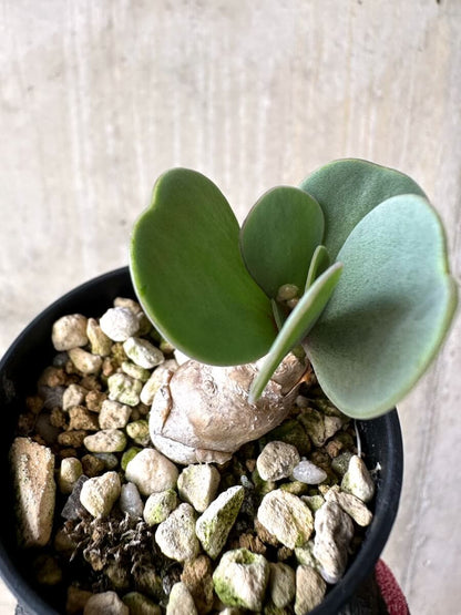 【現品限り】オトンナ・ウリンクリアナ 実生3年【O37】 Othonna wrinkleana