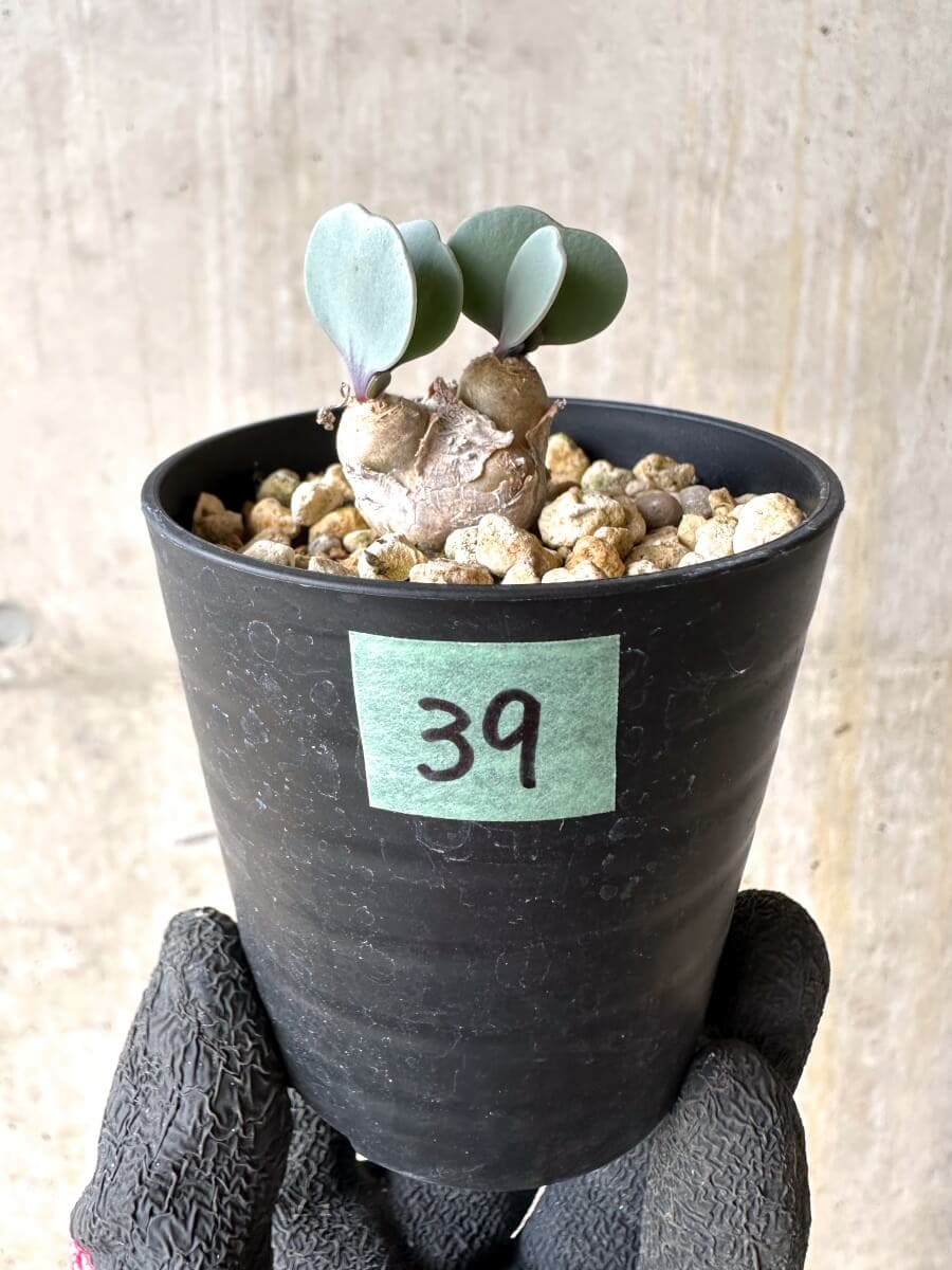 【現品限り】オトンナ・ウリンクリアナ 実生3年【O39】 Othonna wrinkleana