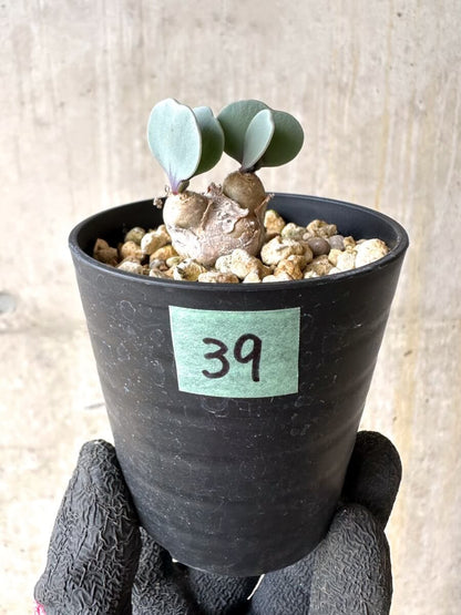 【現品限り】オトンナ・ウリンクリアナ 実生3年【O39】 Othonna wrinkleana