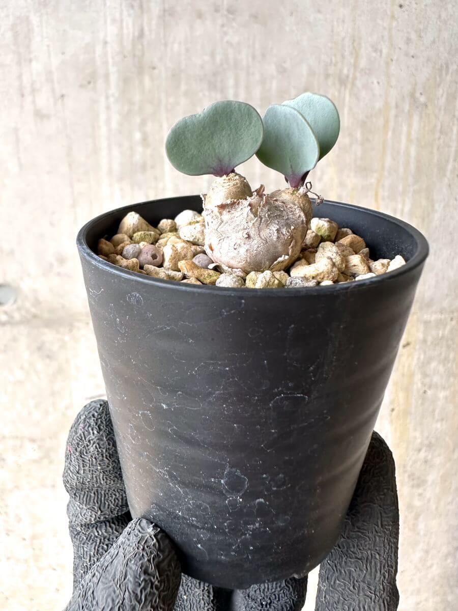 【現品限り】オトンナ・ウリンクリアナ 実生3年【O39】 Othonna wrinkleana