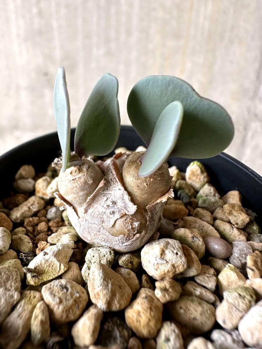 【現品限り】オトンナ・ウリンクリアナ 実生3年【O39】 Othonna wrinkleana