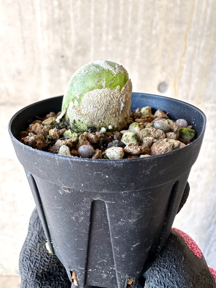 【現品限り】ムイリア・ホルテンセ【O3】 Muiria hortenseae