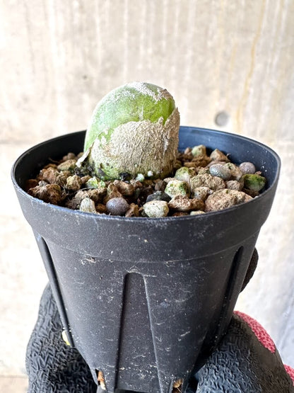 【現品限り】ムイリア・ホルテンセ【O3】 Muiria hortenseae