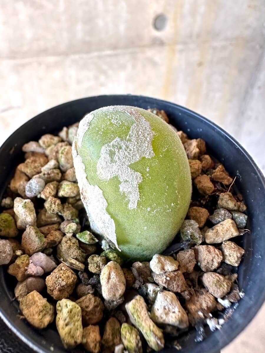 【現品限り】ムイリア・ホルテンセ【O3】 Muiria hortenseae