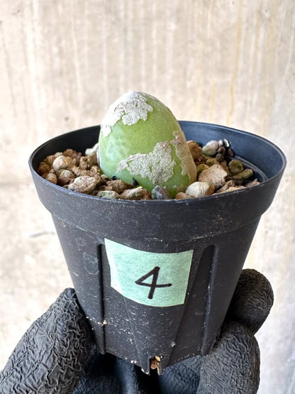 【現品限り】ムイリア・ホルテンセ【O4】 Muiria hortenseae