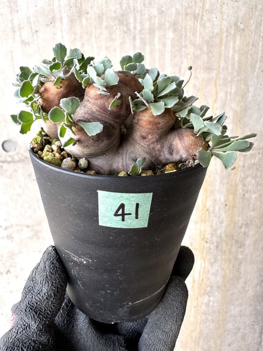 【現品限り】オトンナ・カカリオイデス 大株 現地株 発根済み【O41】 Othonna cacalioides