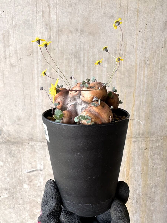 【現品限り】オトンナ・カカリオイデス 大株 現地株 発根済み【O42】 Othonna cacalioides