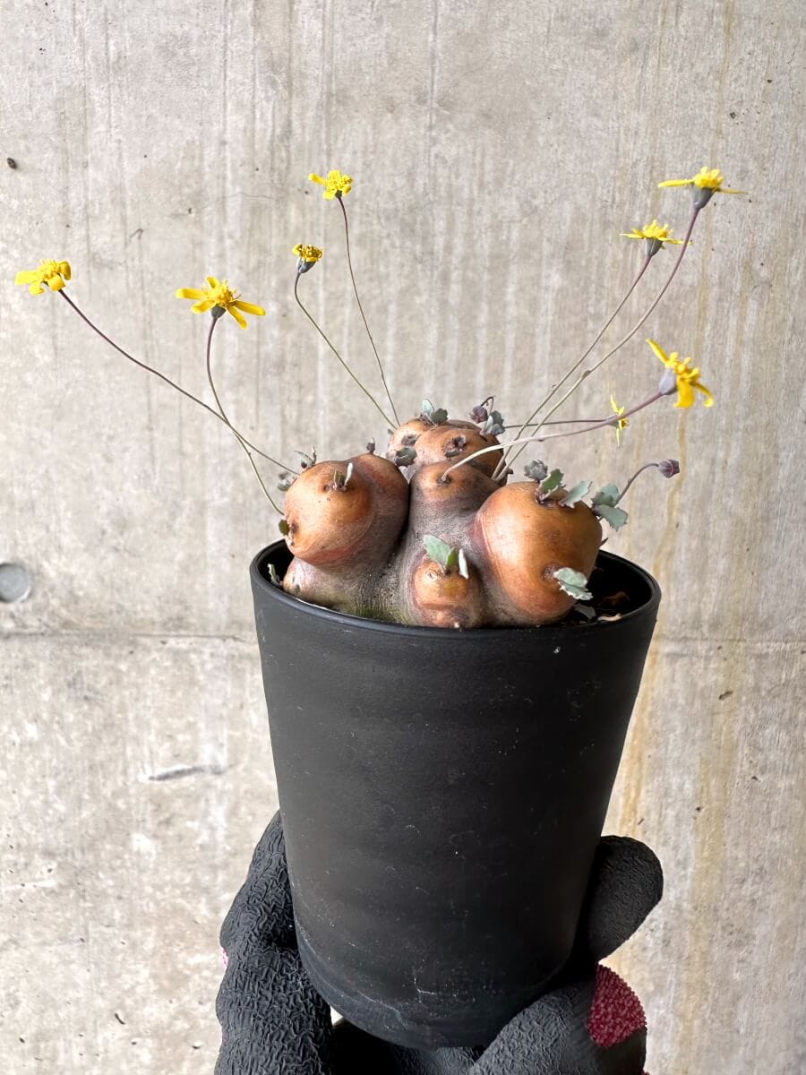 【現品限り】オトンナ・カカリオイデス 大株 現地株 発根済み【O42】 Othonna cacalioides
