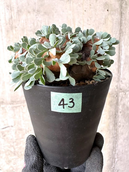 【現品限り】オトンナ・カカリオイデス 大株 現地株 発根済み【O43】 Othonna cacalioides