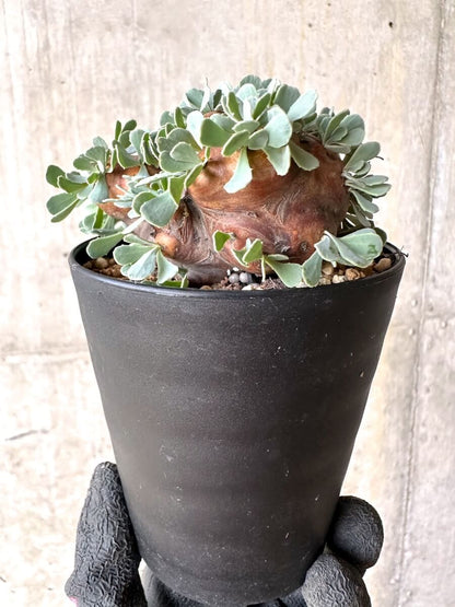 【現品限り】オトンナ・カカリオイデス 大株 現地株 発根済み【O43】 Othonna cacalioides