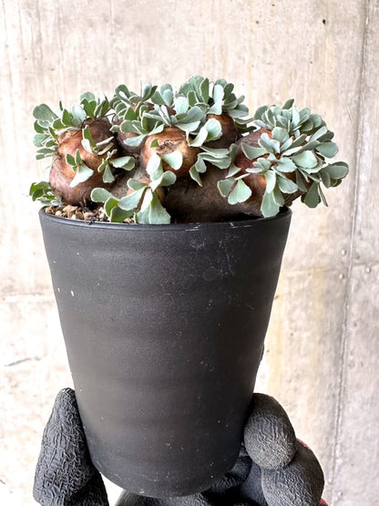 【現品限り】オトンナ・カカリオイデス 大株 現地株 発根済み【O43】 Othonna cacalioides