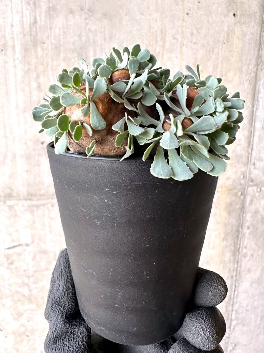 【現品限り】オトンナ・カカリオイデス 大株 現地株 発根済み【O43】 Othonna cacalioides